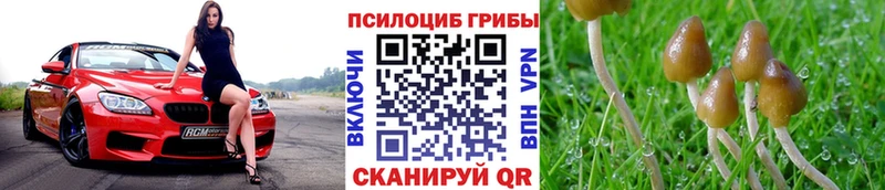 Галлюциногенные грибы Psilocybine cubensis  Купить где  Звенигород 
